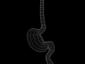 Stomach Cross Sectional Anatomy 3D Model