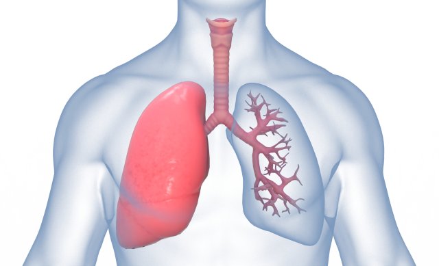Human Lungs Anatomy Body Respiratory System 3D Model .c4d .max .obj .3ds .fbx .lwo .lw .lws