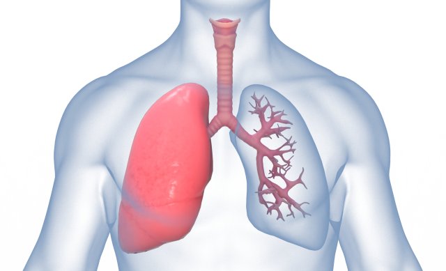 Human Lungs Anatomy Body Respiratory System Model 3D .c4d .max .obj .3ds .fbx .stl .blend 