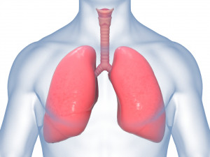 Human Lungs Anatomy Body Respiratory System Model 3D