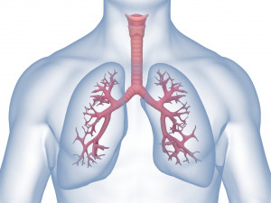 Human Lungs Anatomy Body Respiratory System Model 3D