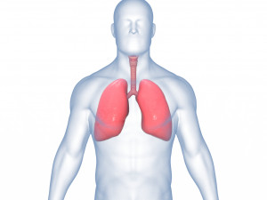 Human Lungs Anatomy Body Respiratory System Model 3D