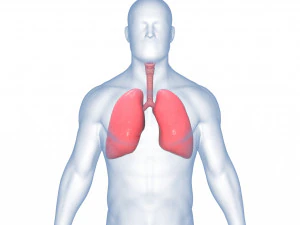 Sistema respirat&oacute;rio do corpo da anatomia dos pulm&otilde;es humanos Modelo 3D