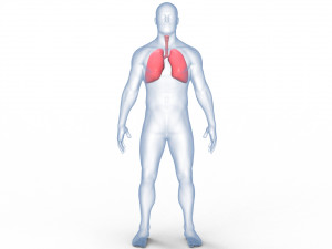 Human Lungs Anatomy Body Respiratory System Model 3D