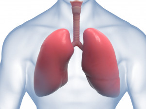 Human Lungs Anatomy Body Respiratory System Model 3D