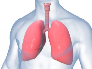 Sistema respirat&oacute;rio do corpo da anatomia dos pulm&otilde;es humanos Modelo 3D