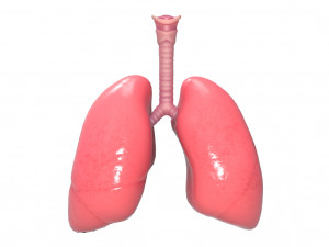 Human Lungs Anatomy Body Respiratory System Model 3D