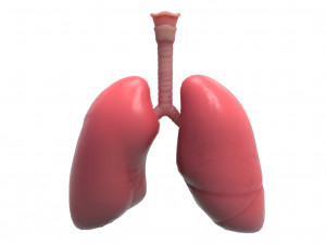 Human Lungs Anatomy Body Respiratory System Model 3D