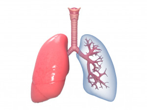 Human Lungs Anatomy Body Respiratory System Model 3D