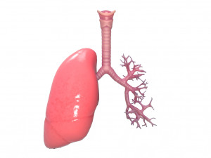 Human Lungs Anatomy Body Respiratory System Model 3D