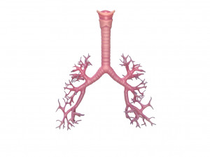 Human Lungs Anatomy Body Respiratory System Model 3D