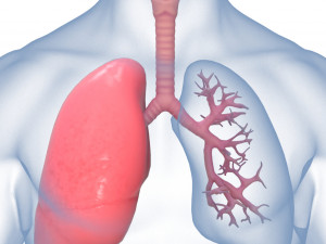 Human Lungs Anatomy Body Respiratory System Model 3D