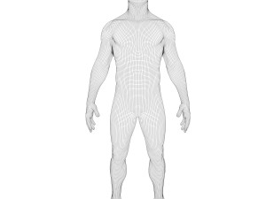 Human Lungs Anatomy Body Respiratory System Model 3D