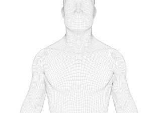 Human Lungs Anatomy Body Respiratory System Model 3D