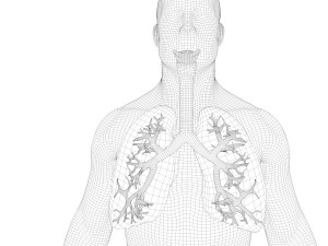 Human Lungs Anatomy Body Respiratory System Model 3D