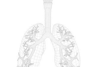 Human Lungs Anatomy Body Respiratory System Model 3D
