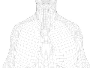 Human Lungs Anatomy Body Respiratory System Model 3D