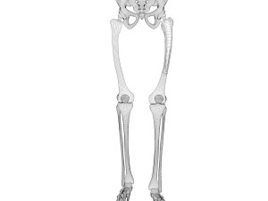 Hip replacement implant installed in the pelvis bone 3D Модель