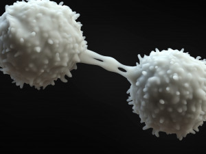 Lymphocytes Cell 3D Model