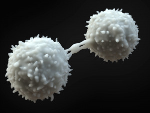 Lymphocytes Cell 3D-Modell
