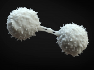 Lymphocytes Cell 3D-Modell