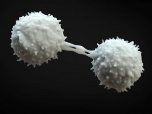 Cellula dei linfociti Modello 3D