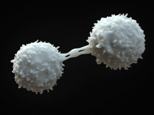 Lymphocytes Cell 3D-Modell