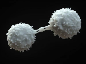 Cellula dei linfociti Modello 3D