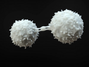 Lymphocytes Cell 3D-Modell