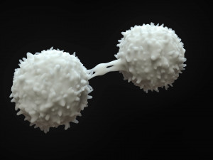 Lymphocytes Cell 3D-Modell