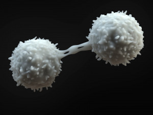 Lymphocytes Cell 3D-Modell