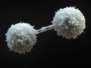 Cellula dei linfociti Modello 3D