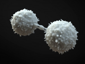 Lymphocytes Cell 3D-Modell