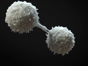 Lymphocytes Cell 3D-Modell