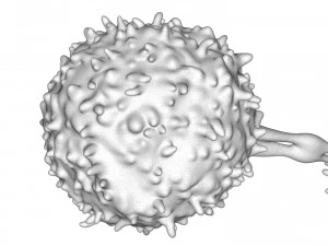 Cellula dei linfociti Modello 3D