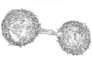 Cellula dei linfociti Modello 3D