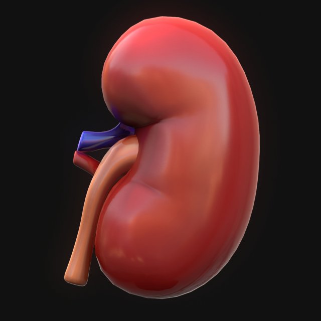 Human Kidney Anatomy 3D Model .c4d .max .obj .3ds .fbx .lwo .lw .lws