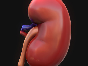 Human Kidney Anatomy 3D Model
