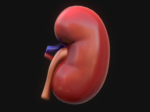Human Kidney Anatomy 3D Model