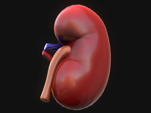 Human Kidney Anatomy 3D Model