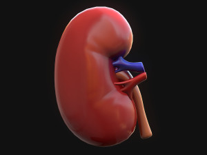 Human Kidney Anatomy 3D Model
