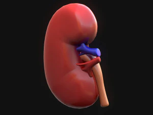 Human Kidney Anatomy 3D Model