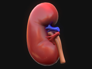 Human Kidney Anatomy 3D Model