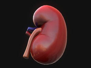 Human Kidney Anatomy 3D Model