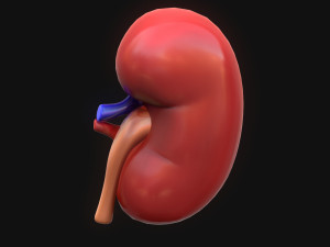 Human Kidney Anatomy 3D Model