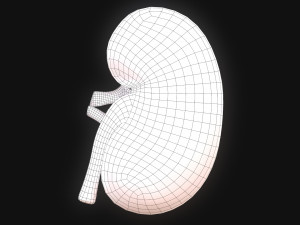 Human Kidney Anatomy 3D Model