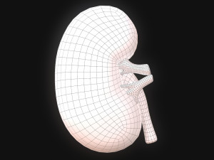 Human Kidney Anatomy 3D Model