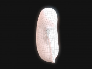 Human Kidney Anatomy 3D Model