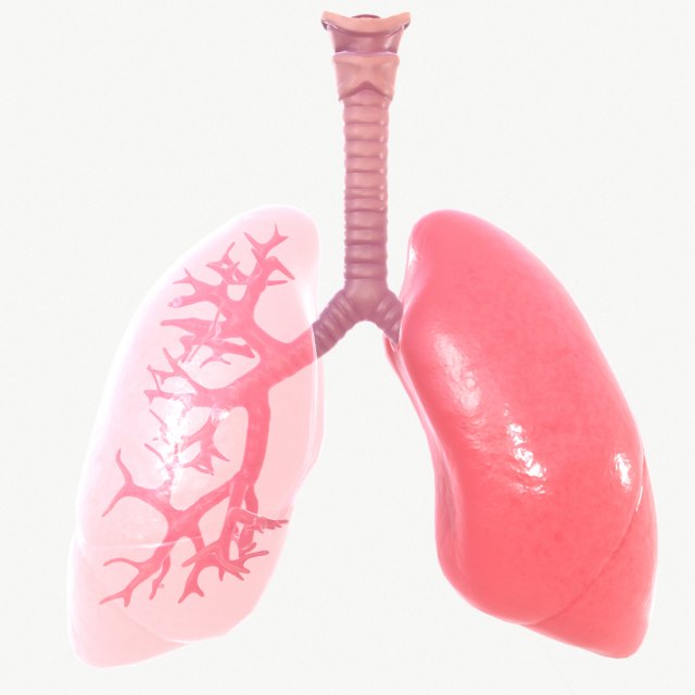 Respiratory System 3D Model .c4d .max .obj .3ds .fbx .lwo .lw .lws