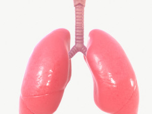 Respiratory System 3D 모델